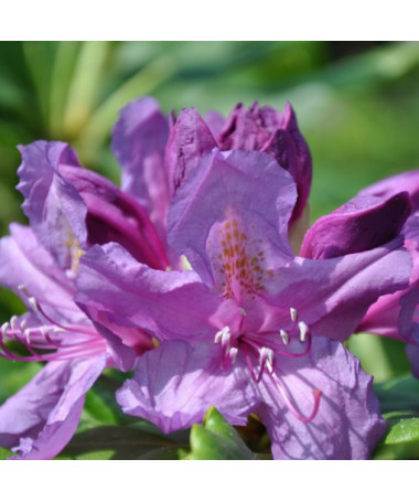 Rhododendron (Azalee) Lee's Dark Purple P9/C1