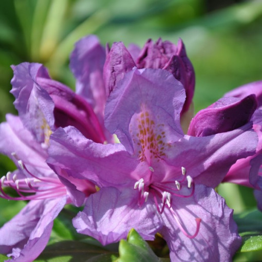 Rhododendron (Azalee) Lee's Dark Purple P9/C1