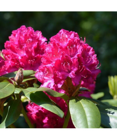 Rhododendron (Azalee) 'Kermesina Rose' P9/C1