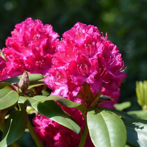 Rhododendron (Azalee) 'Kermesina Rose' P9/C1