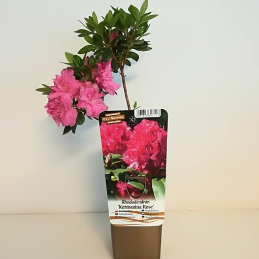 Rhododendron (Azalee) 'Kermesina Rose' P9/C1