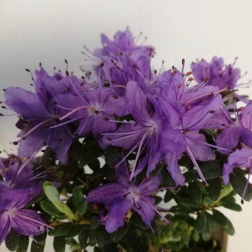 Rhododendron (Azalee) 'Impeditum' P9/C1