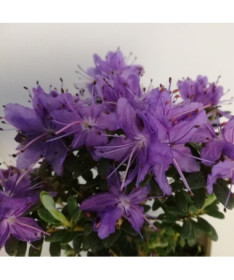 Rhododendron (Azalee) 'Impeditum' P9/C1