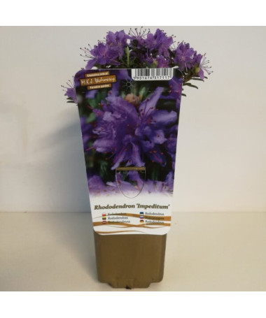Rhododendron (Azalee) 'Impeditum' P9/C1