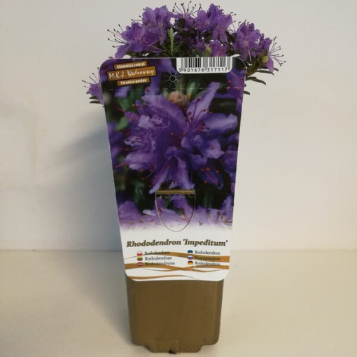 Rhododendron (Azalee) 'Impeditum' P9/C1