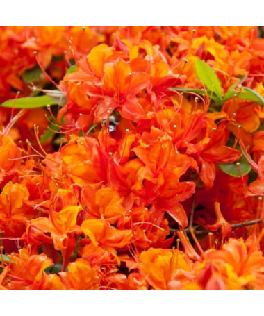 Rhododendron (Azalee) Hotspur Red P9/C1