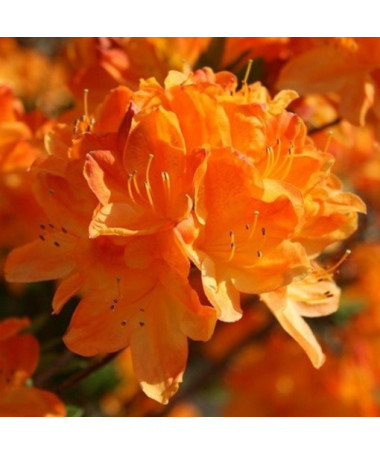 Rhododendron (Azalee) Golden Eagle P9/C1