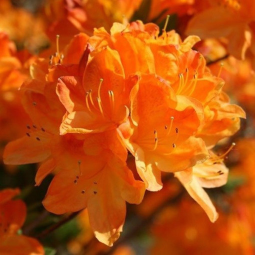 Rhododendron (Azalee) Golden Eagle P9/C1