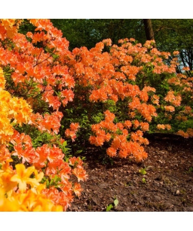 Rhododendron (Azalee) Golden Eagle P9/C1