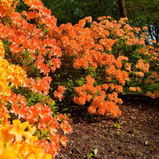 Rhododendron (Azalee) Golden Eagle P9/C1