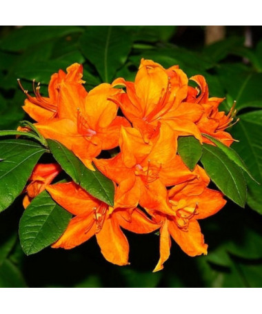 Rhododendron (Azalee) Fireball P9/C1