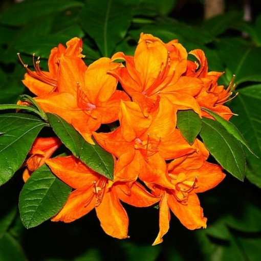 Rhododendron (Azalee) Fireball P9/C1