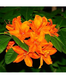 Rhododendron (Azalee) Fireball P9/C1