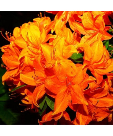 Rhododendron (Azalee) Fireball P9/C1