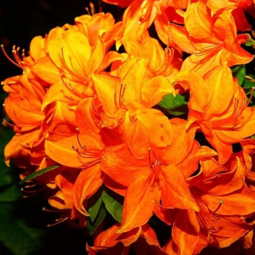 Rhododendron (Azalee) Fireball P9/C1