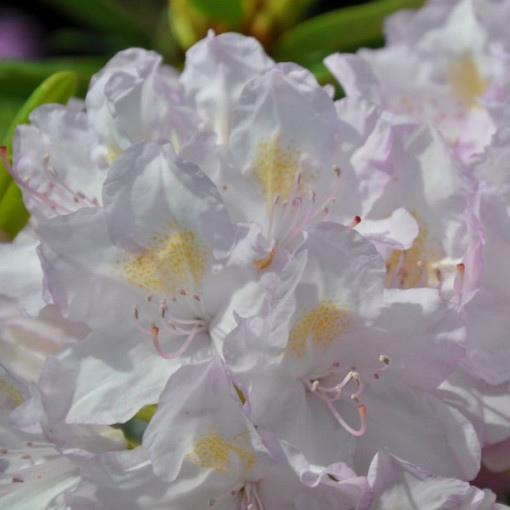 Rhododendron (Azalee) Effner P9/C1