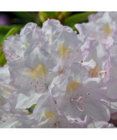 Rhododendron (Azalee) Effner P9/C1