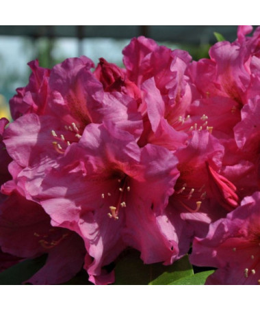 Rhododendron (Azalee) Duke of York P9/C1