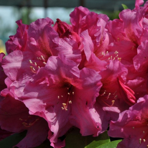 Rhododendron (Azalee) Duke of York P9/C1