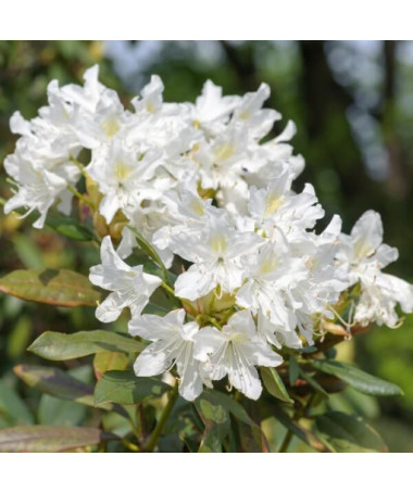 Rhododendron (Azalee) Cunningham's White Topf, 2L