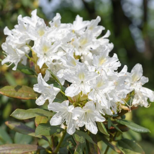 Rhododendron (Azalee) Cunningham's White Topf, 2L