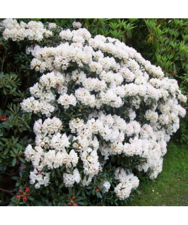 Rhododendron (Azalee) Cunningham's White Topf, 2L