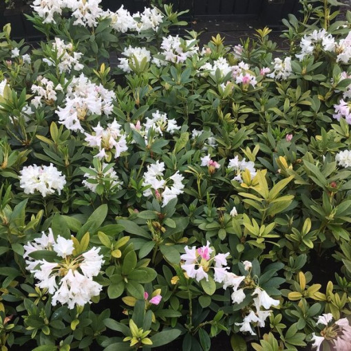 Rhododendron (Azalee) Cunningham's White P9/C1