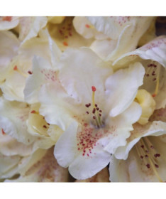 Rhododendron (Azalee) 'Cream Crest' P9/C1