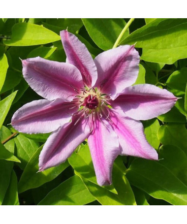 Clematis Nelly Moser (großblumig) Topf 4L