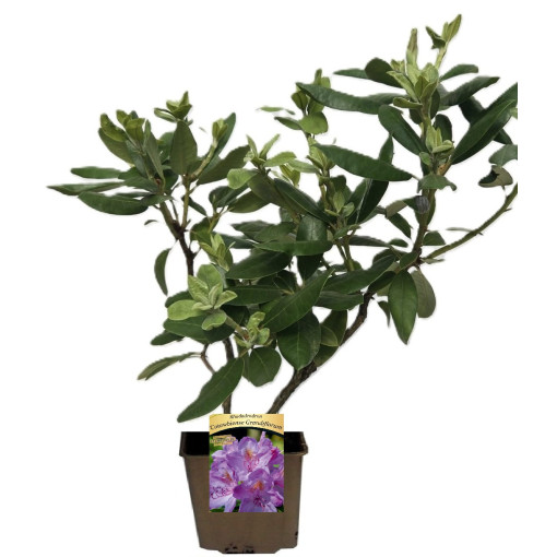 Rhododendron (Azalee) Catawbiense Grandiflorum P9/C1