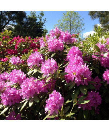 Rhododendron (Azalee) Boursault P9/C1