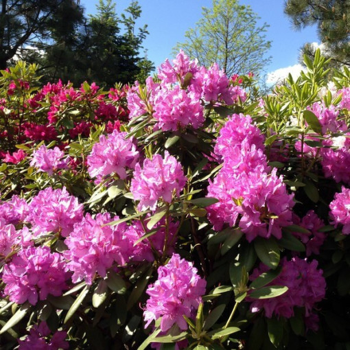 Rhododendron (Azalee) Boursault P9/C1