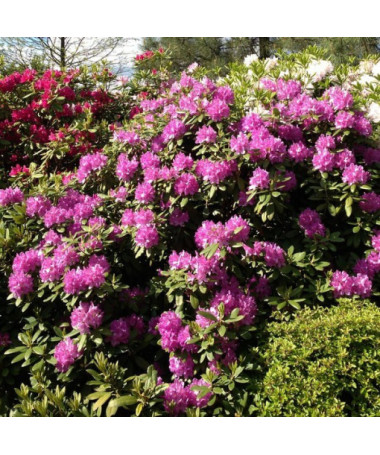 Rhododendron (Azalee) Boursault P9/C1