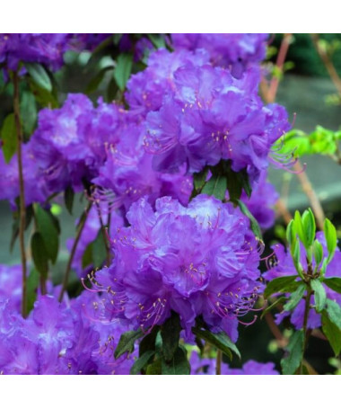 Rhododendron (Azalee) 'Blue Silver' P9/C1