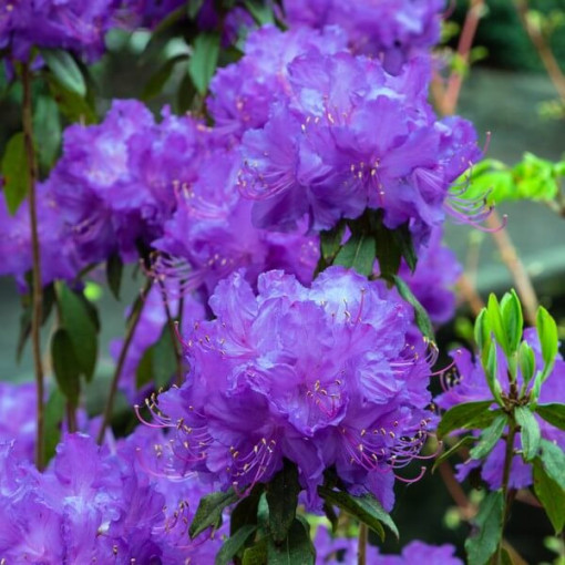 Rhododendron (Azalee) 'Blue Silver' P9/C1