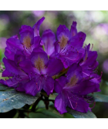 Rhododendron (Azalee) 'Blue Silver' P9/C1