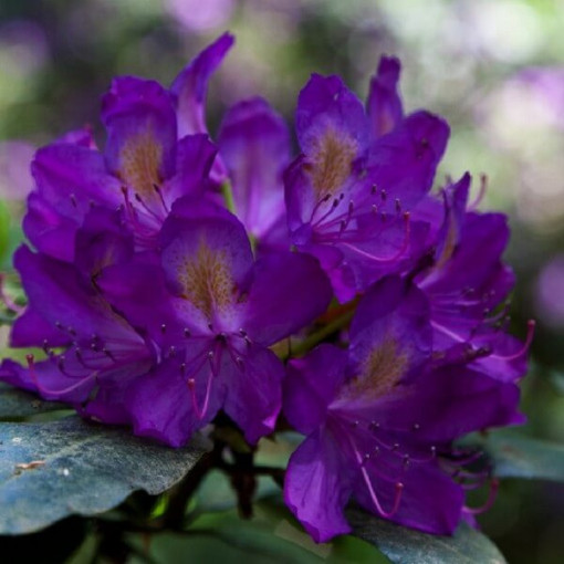 Rhododendron (Azalee) 'Blue Silver' P9/C1