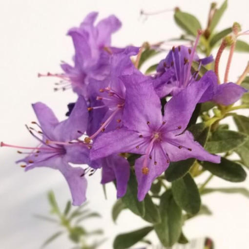 Rhododendron (Azalee) 'Blue Silver' P9/C1