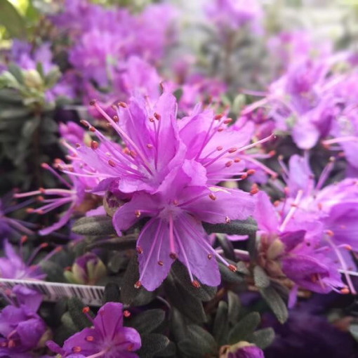 Rhododendron (Azalee) 'Blue Silver' P9/C1