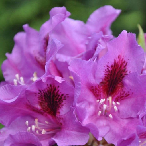 Rhododendron (Azalee) Azurro P9/C1