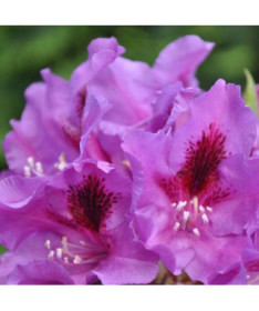 Rhododendron (Azalee) Azurro P9/C1