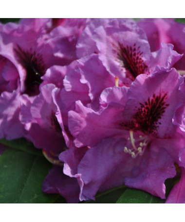 Rhododendron (Azalee) Azurro P9/C1