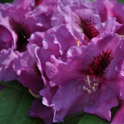 Rhododendron (Azalee) Azurro P9/C1