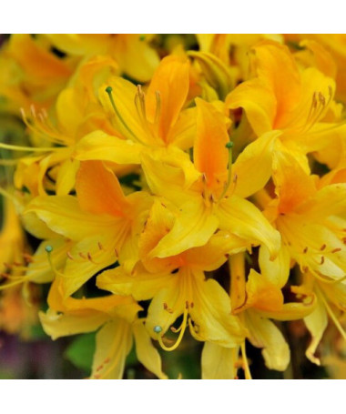 Rhododendron (Azalee) Anneke P9/C1