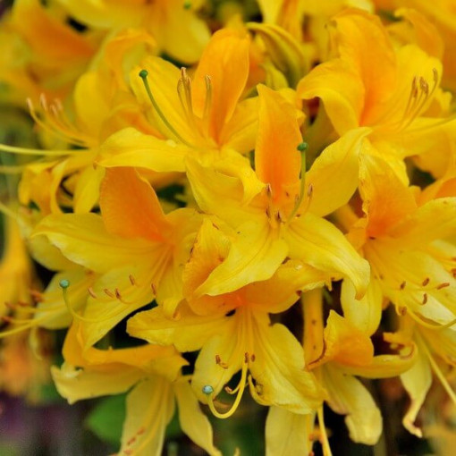 Rhododendron (Azalee) Anneke P9/C1