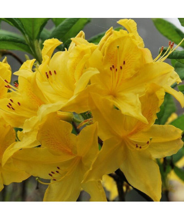 Rhododendron (Azalee) Anneke P9/C1