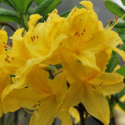 Rhododendron (Azalee) Anneke P9/C1
