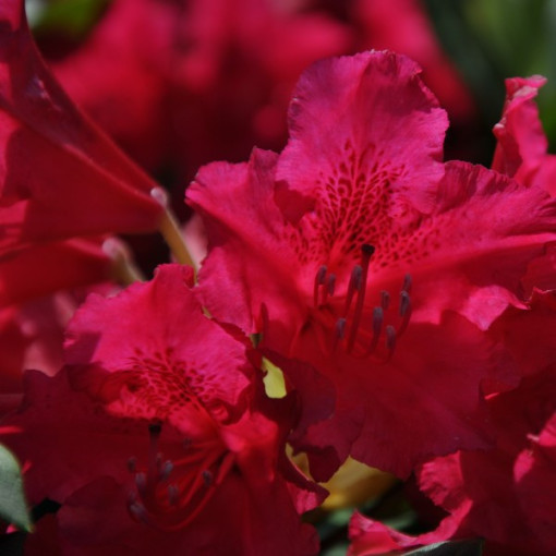 Rhododendron (Azalee) America P9/C1