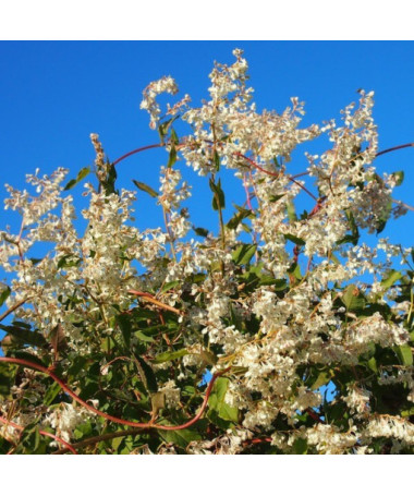 Aubert's Knöterich P9/C1