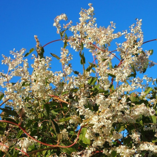 Aubert's Knöterich P9/C1